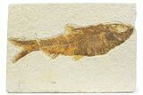 Detailed Fossil Fish (Knightia) - Wyoming #373664-1